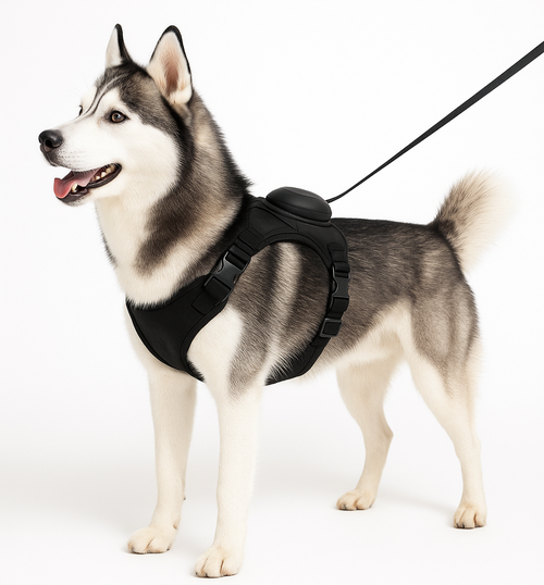 Lomorino Free Geschirr mit integrierter Rollleine